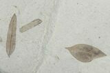 Four Fossil Leaves - Green River Formation, Utah #99734-2